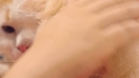 relaxed cat looking at the camera.
