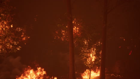 incendio forestal por la noche