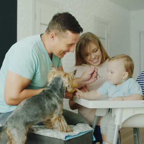 young mother and father feed their 10 months old son