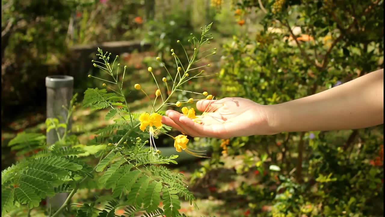 Hand holding a yellow flower in a garden
