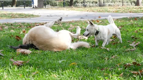 dogs playing in a park