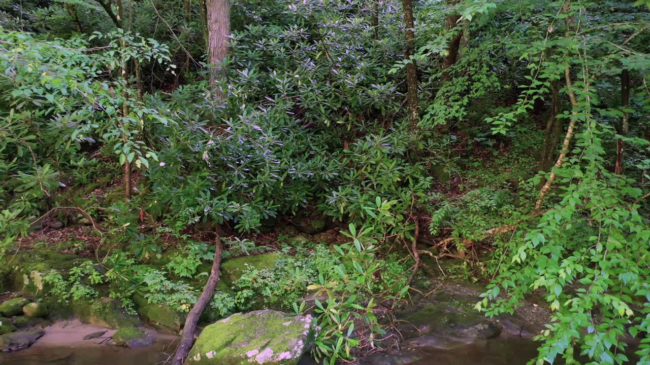 테네시의 연기가 자욱한 산의 개울