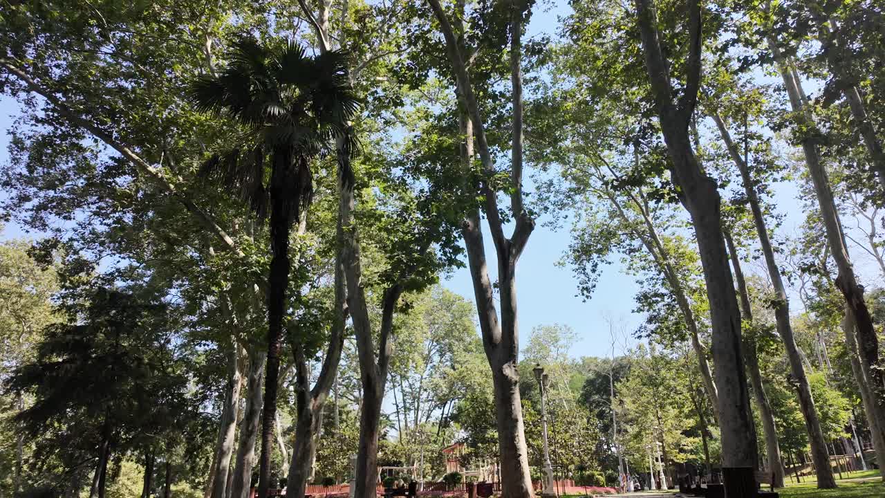 A view of trees and a palm tree in a park