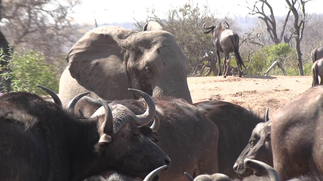 Elephant, buffalo and wildebeest together at a watering hole in the South African savannah