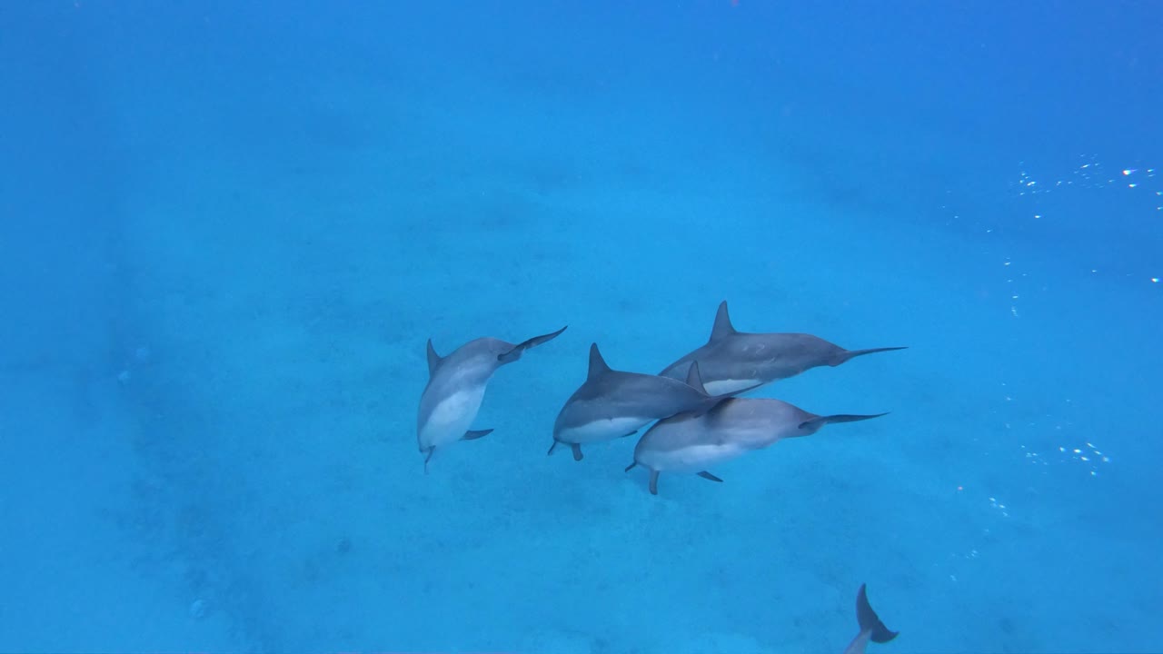 하와이 오아후 서해안의 태평양에서 발견된 병코 돌고래의 작은 꼬투리