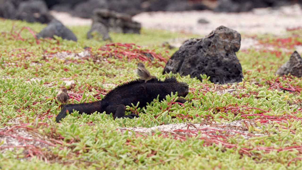 Two small birds groom a black marine iguana sitting amongst vegetation on a beach on Santa Cruz Island in the Gal&aacute;pagos Islands