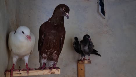 familia de palomas descansando en su casa