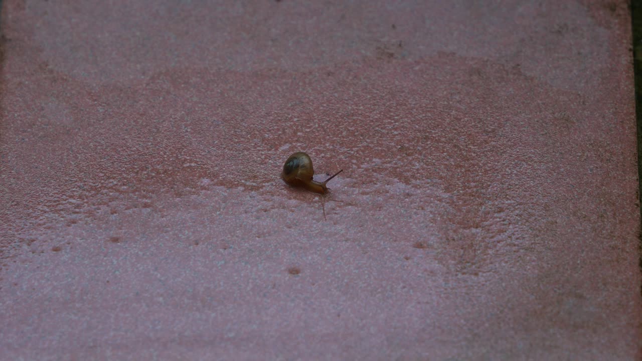 A baby snail with a small and fragile shell, moving on the wet tiled floor, leaving a slimy water trail behind, time-lapse shot.