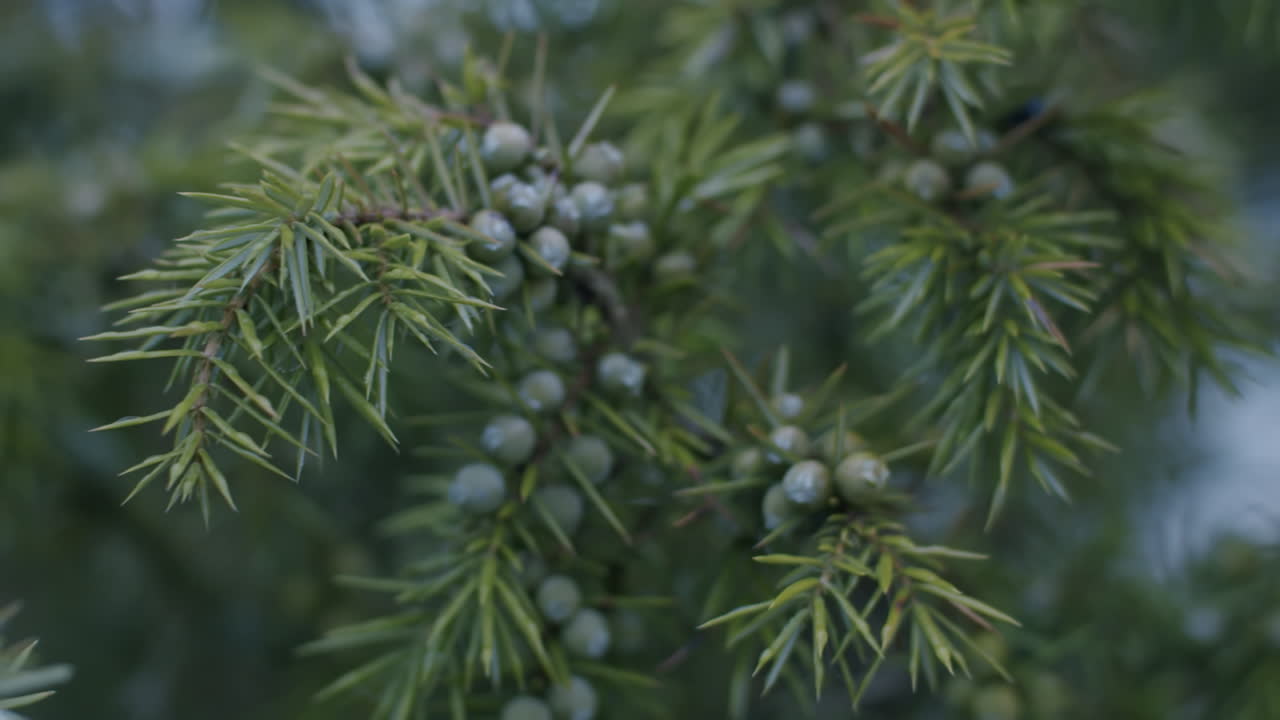 Close up shot of the fruit of a cedar bush. Camera moves to the right. Commercial soft light.