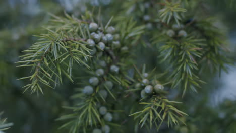 close up shot of the fruit of a cedar bush. camera moves to the right. commercial soft light.