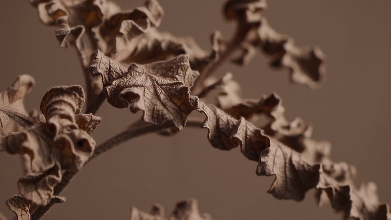 Close-up of Dried Brown Plant Leaves