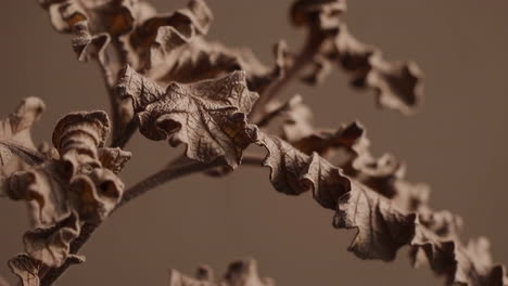 close-up of dried brown plant leaves