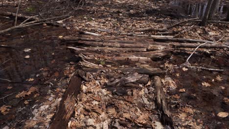 a walkway made of wooden branches to cross a puddle of water in the forest, all surrounded by many dead leaves in early spring.