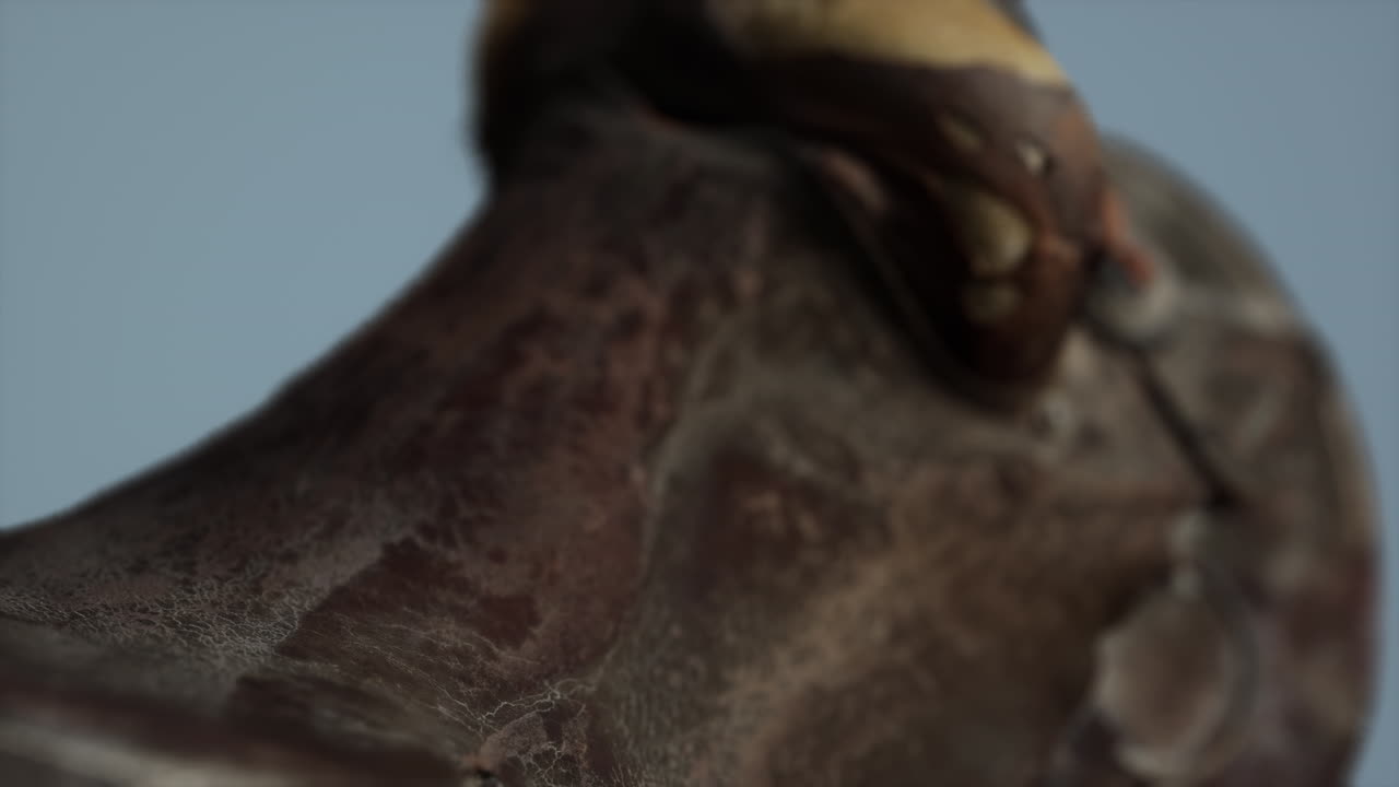 vieja silla de caballo de doma de cuero vintage usada