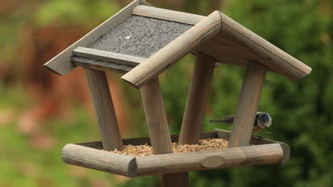 Blue-tit-bird-in-feeding-birdhouse,-hopping-around,-eating-and-flying-away-with-greenery-foliage-slightly-blurred-out-of-focus-in-the-background