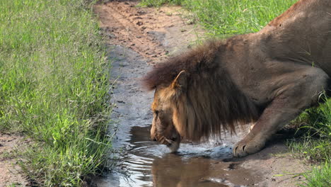 profile view of head of lion crouching down to drink water in small puddle in dirt ground by green grass, sabi sands game reserve, south africa, close up pan