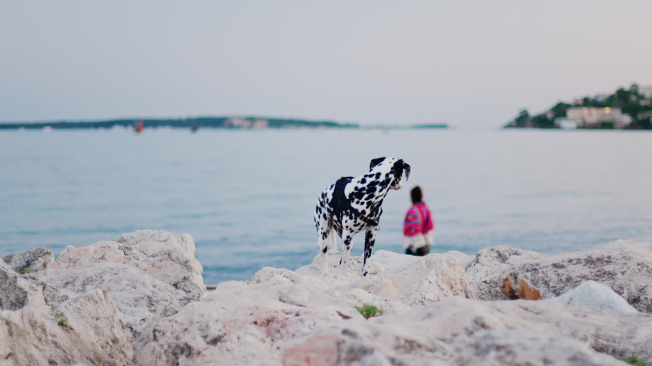 A Dalmatian dog walking on white rugged rocks on the beach in the evening
