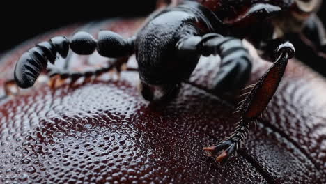macro shot of a dark insect's body