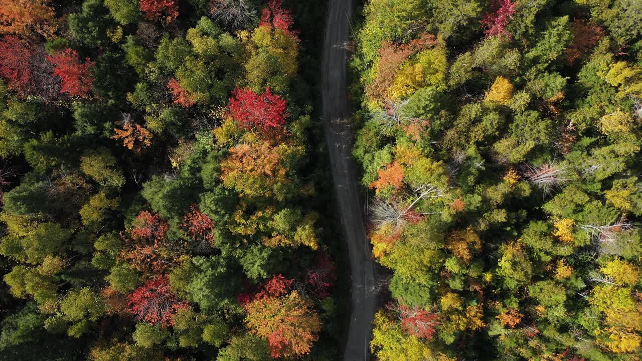 vista aérea de arriba hacia abajo de una carretera vacía en medio de un bosque colorido en la temporada de otoño