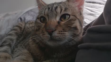 wondering eyes of a purring tabby kitten