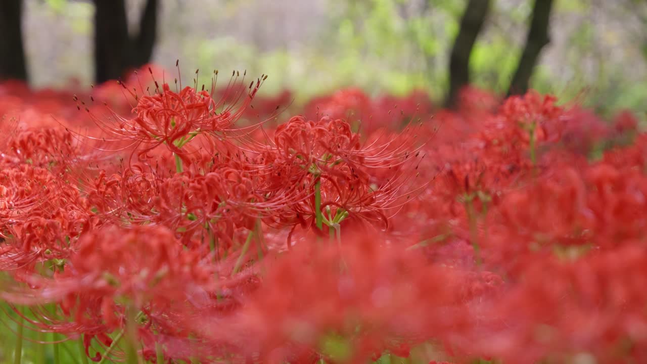 Incredible macro close up of spider lilies in Japan