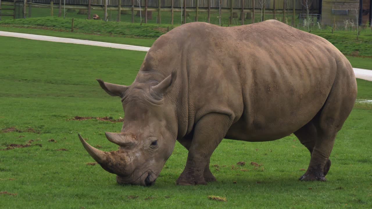 The Southern White Square-Lipped Rhinoceros Eats Grass
