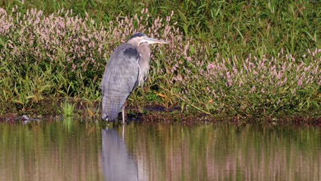 Das-Wasser-Spiegelt-Sich-Auf-Einem-Graureiher,-Der-In-Einem-Teich-Sitzt-Und-Auf-Fische-Wartet