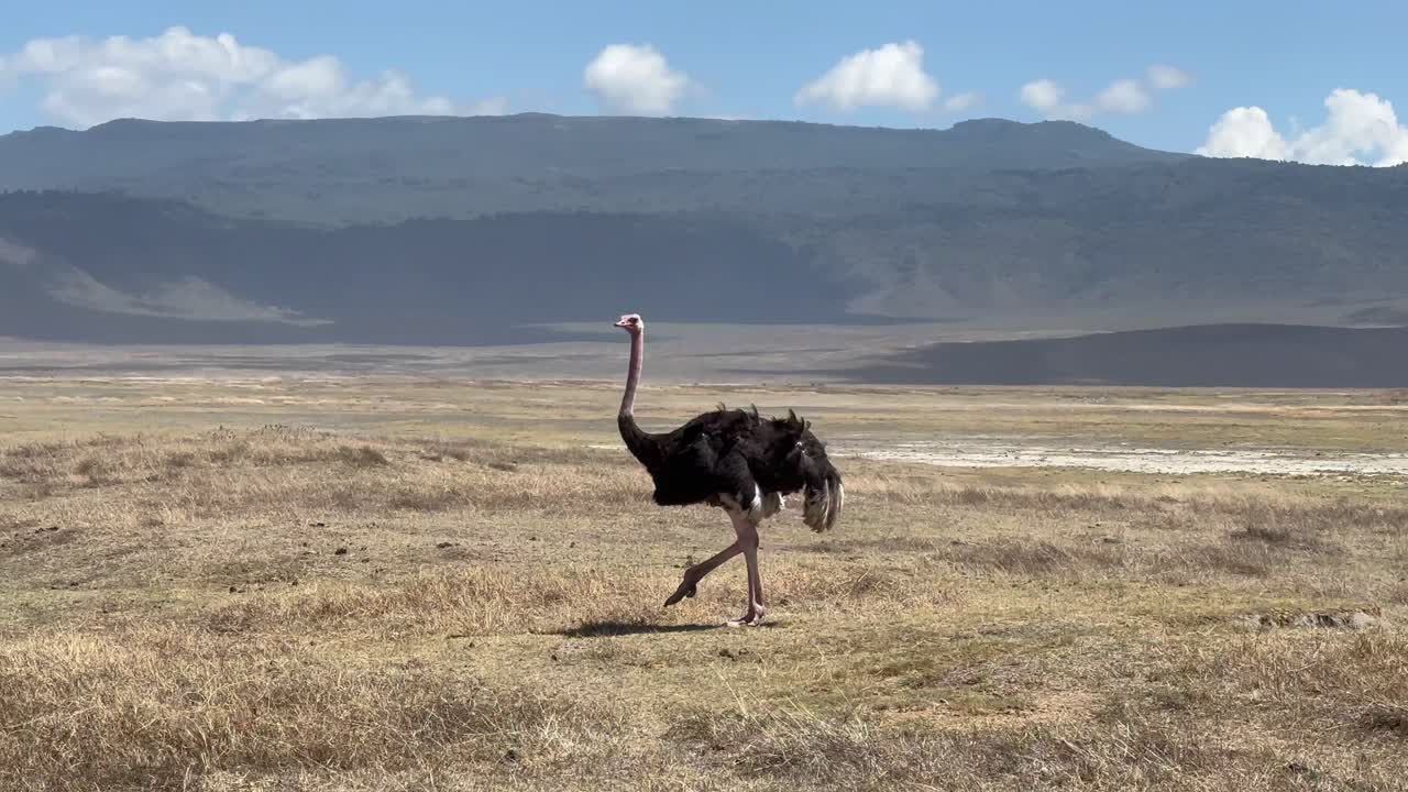 Struzzo comune maschio (Struthio camelus) che cammina nel cratere di Ngorongoro. Tanzania
