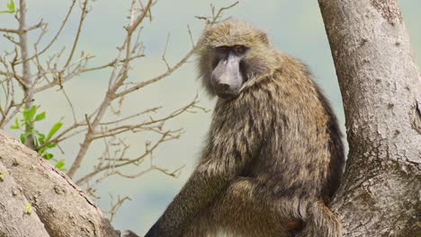 slow motion shot of close up shot of baboon sitting in a tree turning head around towards the camera, african wildlife in maasai mara national reserve, kenya, africa safari animals in masai mara