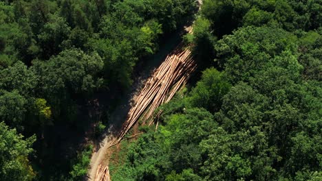 aerial view of logging operation in a forest