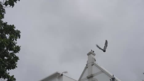 Pájaros-Negros-Volando-En-La-Plaza-Batavia-En-Jakarta,-Indonesia-En-Cámara-Lenta