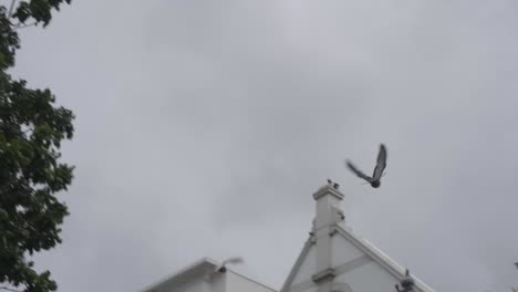 pájaros negros volando en la plaza batavia en jakarta, indonesia en cámara lenta