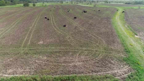 aerial view of bison in a field
