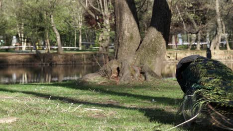 Pájaro-Pavo-Real-Con-Cuerpo-Azul-Verde-Y-Plumas-Coloridas-En-La-Cola,-Pastando-En-El-Prado-Del-Parque-Cerca-Del-Río-Tranquilo