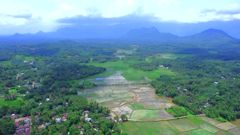 paddy field or rice field at kollangode, palakkad district, kerala, south india