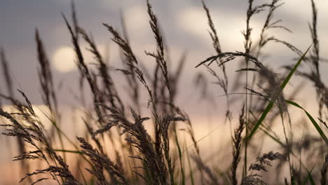 Wheat-bushes-move-slowly-in-the-wind