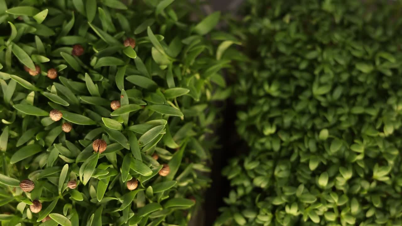 primer plano de las microgreenes