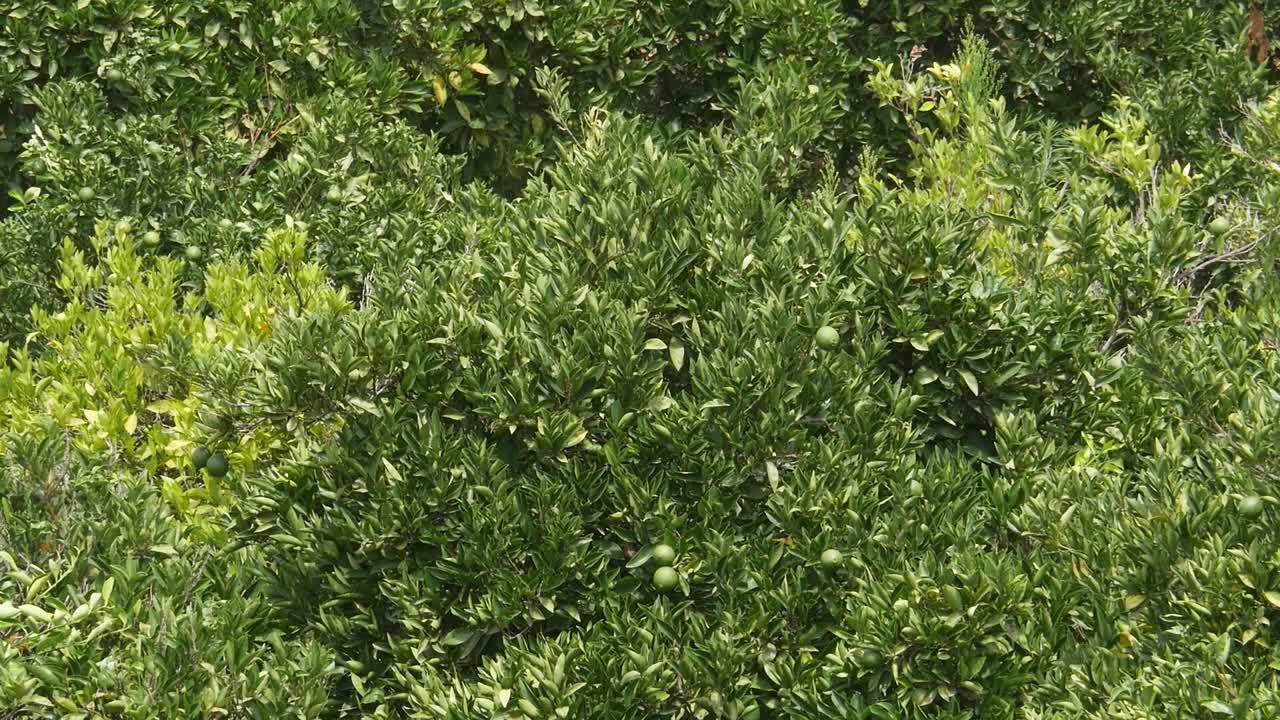 Albero di limoni con frutti verdi che maturano al sole