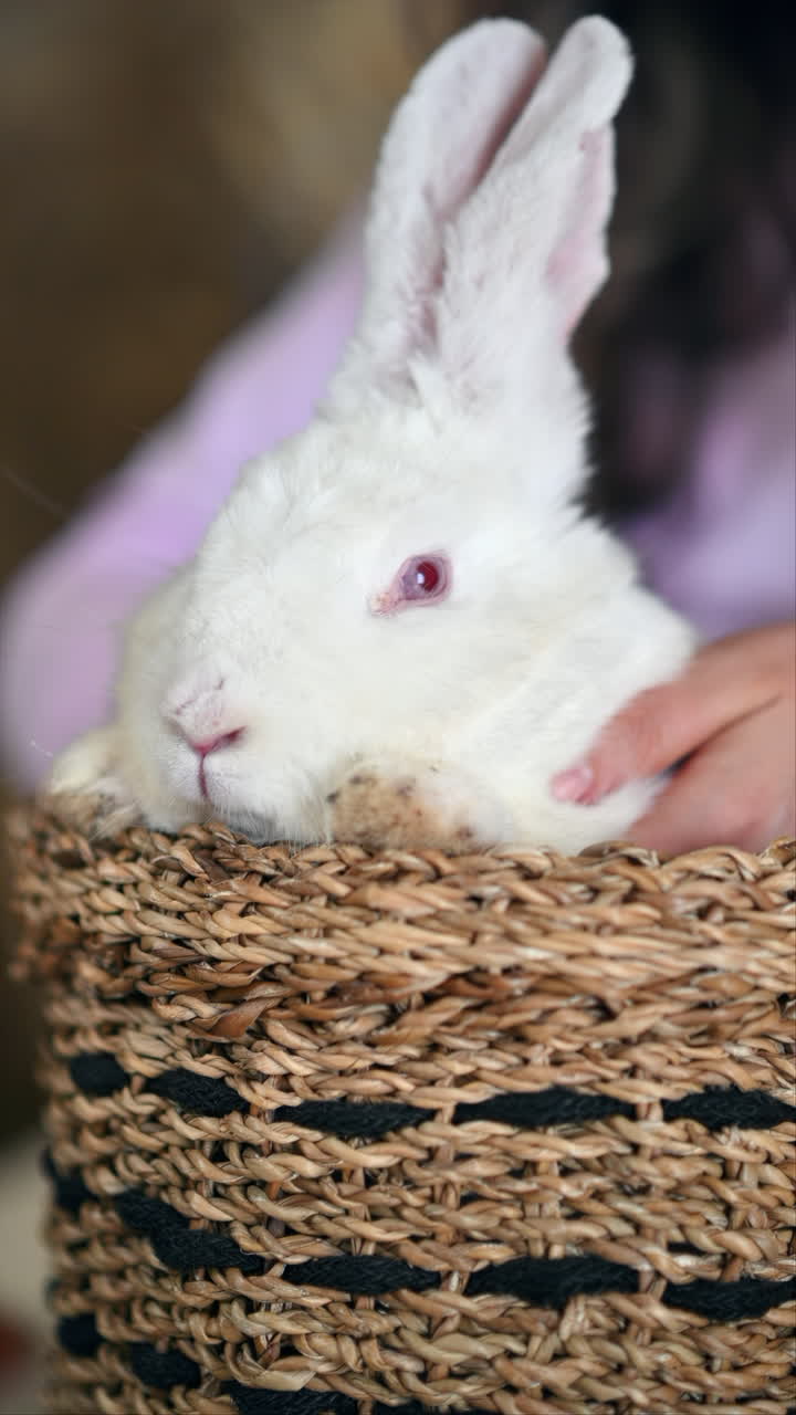Woman petting a white bunny in the barn near square hay bales, in daylight. Vertical
