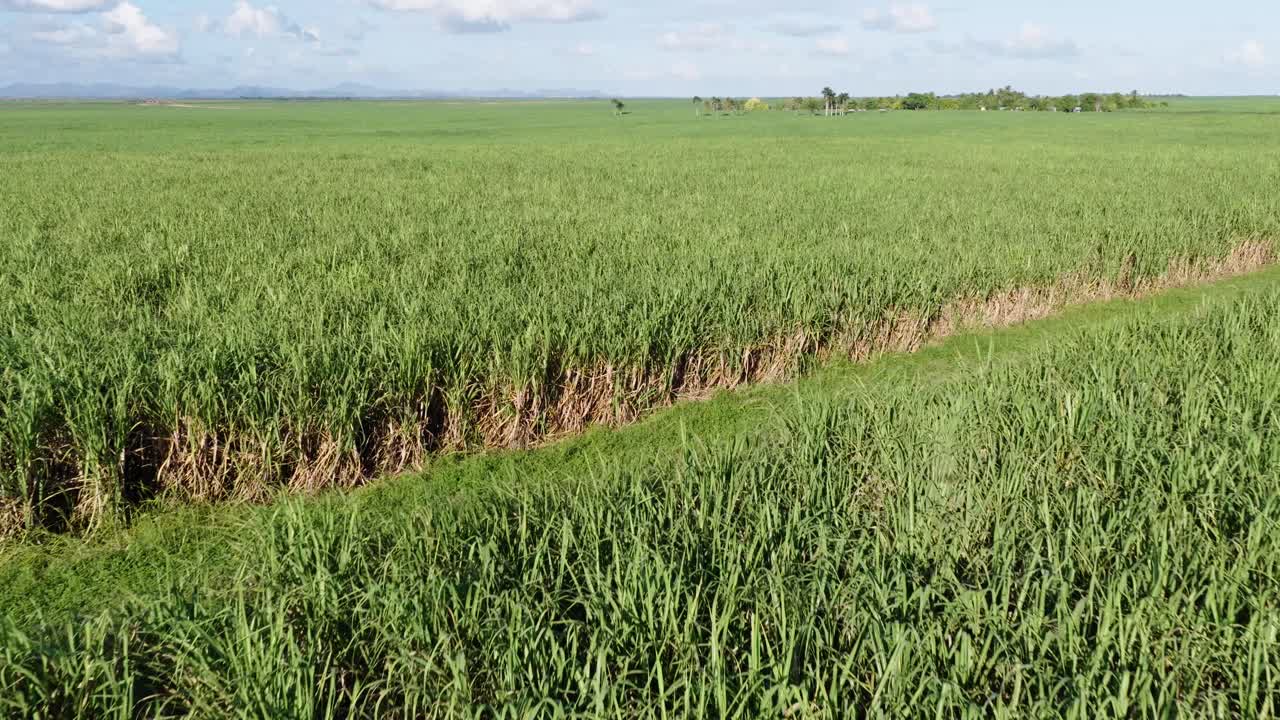 Scenic aerial drone view of a vast green sugarcane field under a blue cloudy sky. Lush tropical plantation landscape ideal for agriculture, sugar production, and biofuel concepts