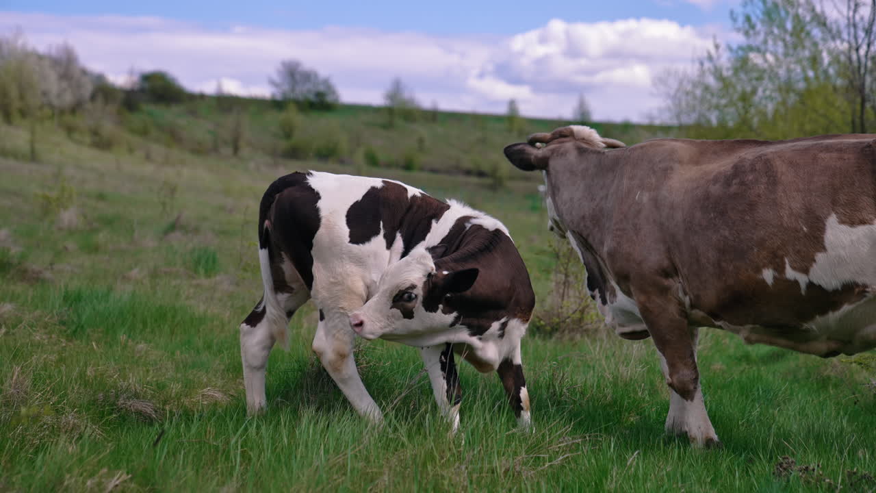 Close up view of grazing attractive cow at field. Herd of cows walking on the field