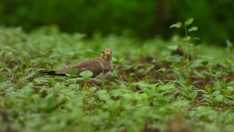 yellow-wattled-lapwing-UHD-MP4-4k-.