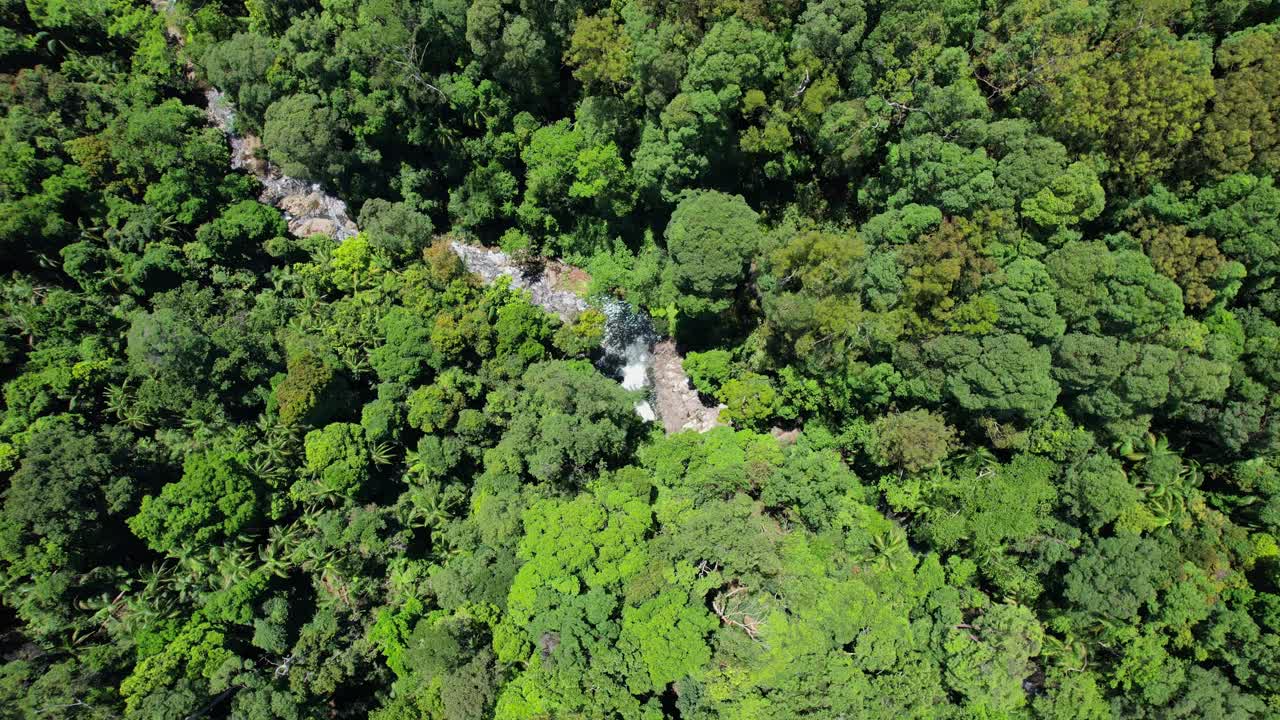 selva exuberante y cascada en el valle de currumbin, queensland, australia - órbita aérea