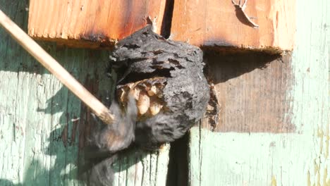 revealing larvae in burned wasp nest using stick