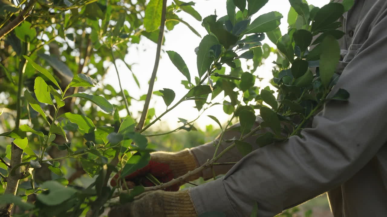 Farmer works on organic plantation of yerba mate trees