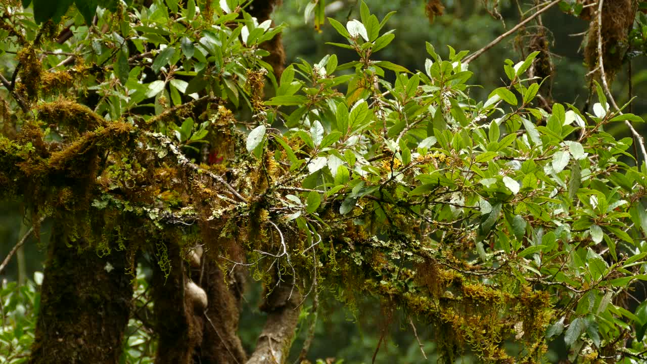 colorido pájaro papamoscas saltando de rama en rama en una planta de bosque lluvioso