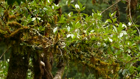 Colorful-flycatcher-bird-jumping-from-branch-to-branch-on-a-rain-forest-plant