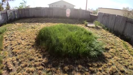slow motion - long grass blow in a strong wind during a storm in the backyard of a home.