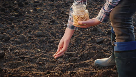 The-Gardener-Is-Planting-Seeds-In-The-Ground-Spring-Garden-Work