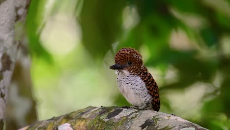 Un-Martín-Pescador-De-árboles-Y-Una-De-Las-Aves-Más-Hermosas-Que-Se-Encuentran-En-Tailandia-Dentro-De-Las-Selvas-Tropicales